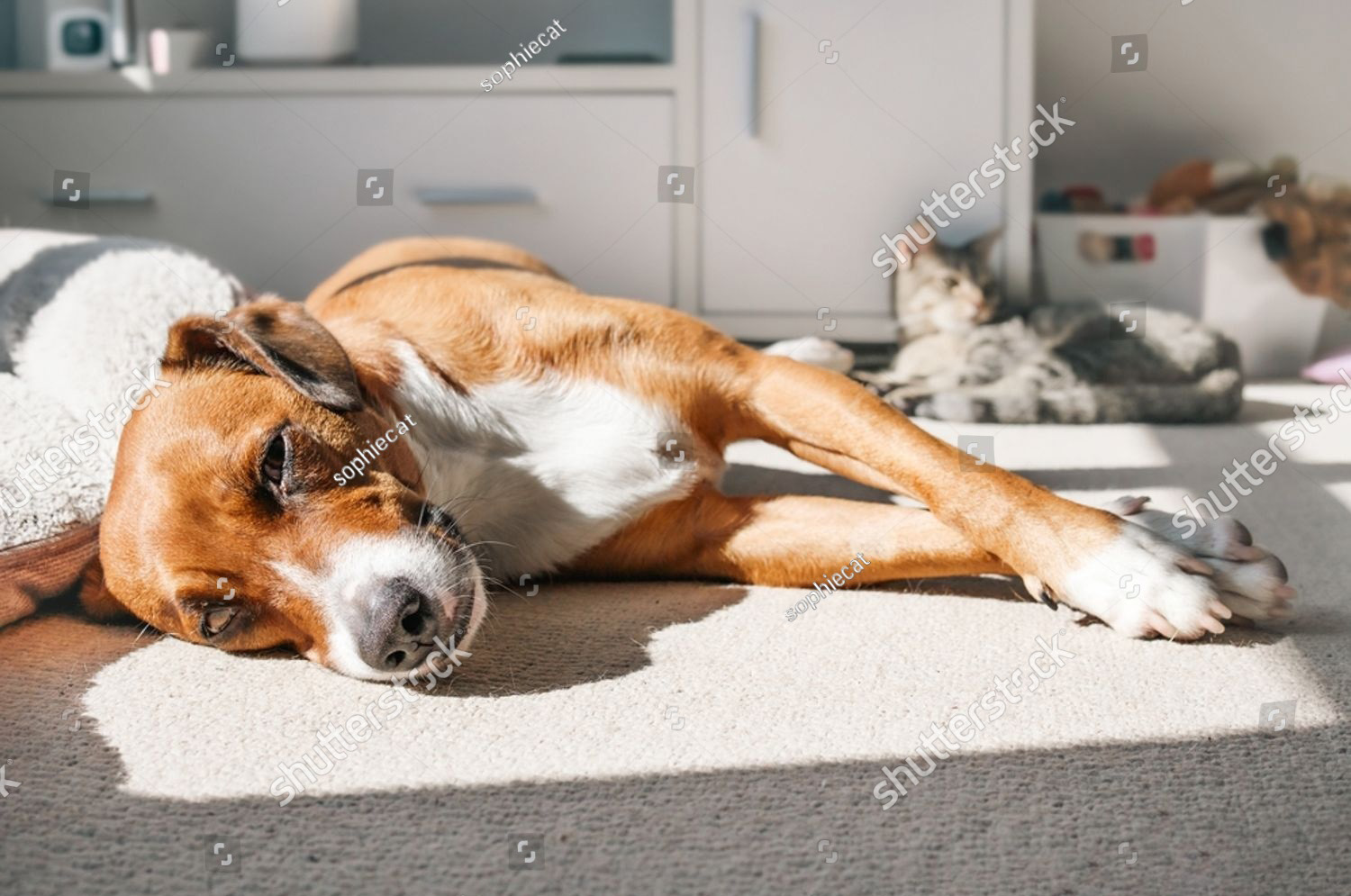 Happy dog relaxing at home