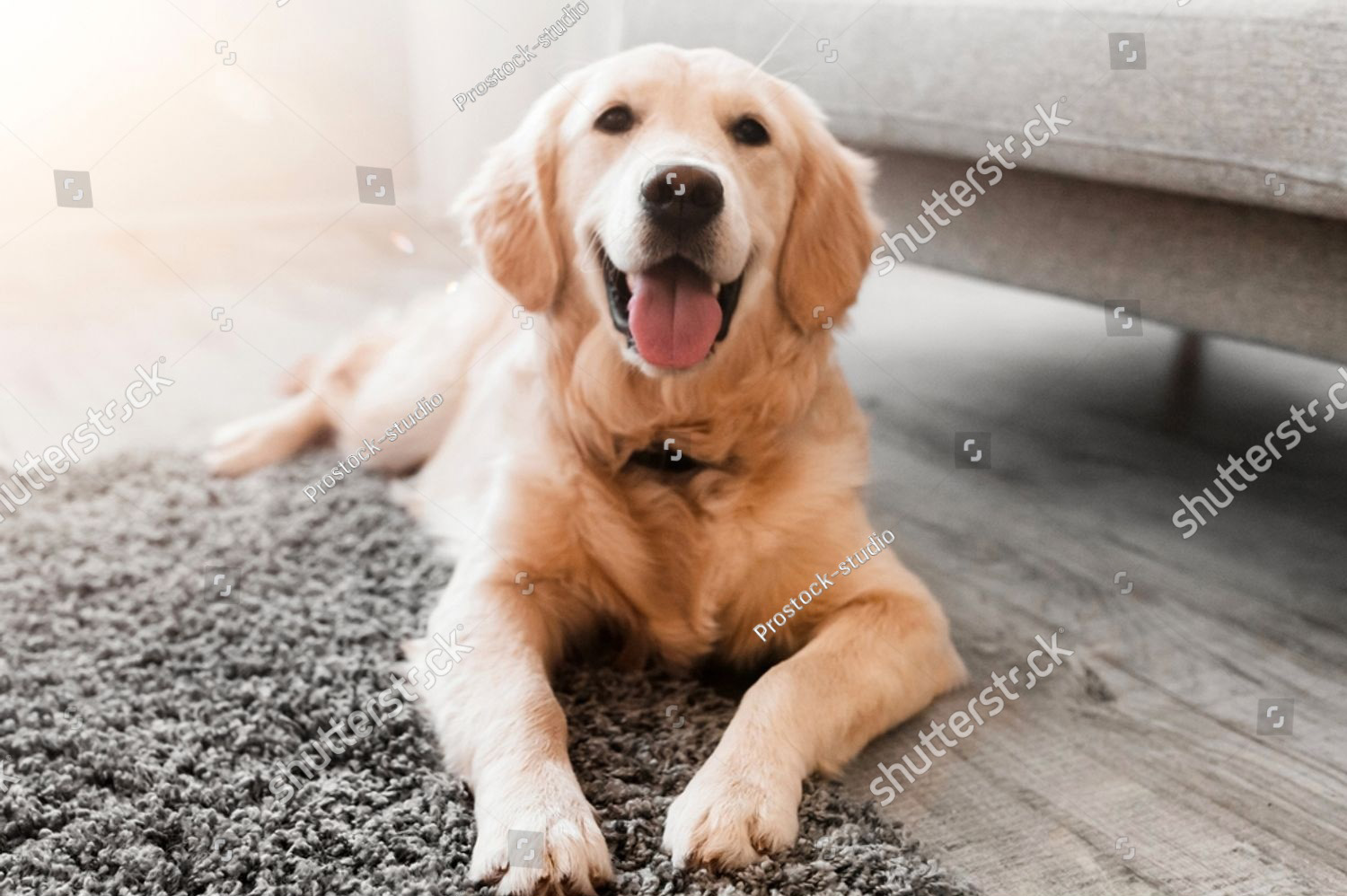 Dog and cat relaxing together